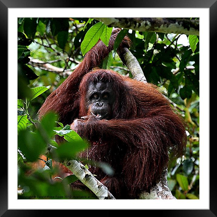 Large Female Orangutan Borneo Framed Mounted Print by Carole-Anne Fooks