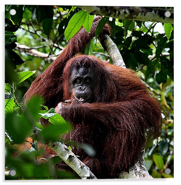 Large Female Orangutan Borneo Acrylic by Carole-Anne Fooks