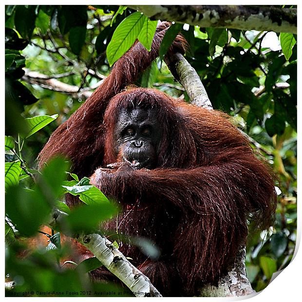 Large Female Orangutan Borneo Print by Carole-Anne Fooks