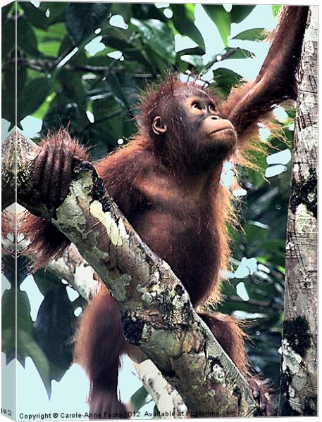 Baby Orangutan Borneo Canvas Print by Carole-Anne Fooks