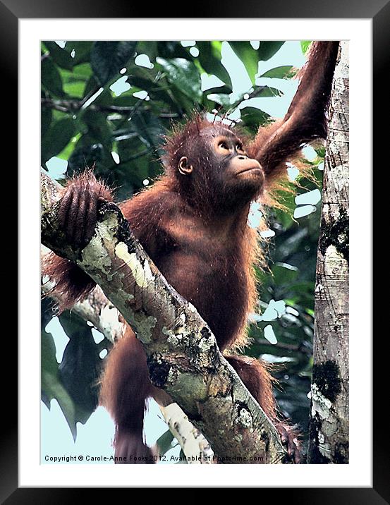 Baby Orangutan Borneo Framed Mounted Print by Carole-Anne Fooks