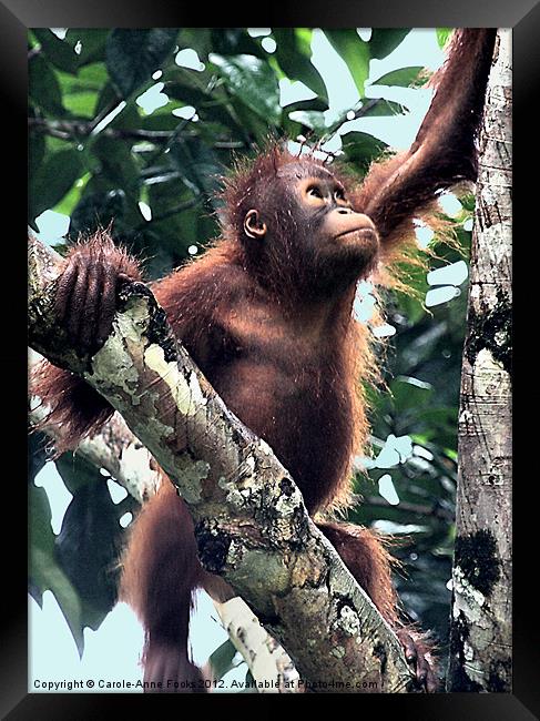 Baby Orangutan Borneo Framed Print by Carole-Anne Fooks