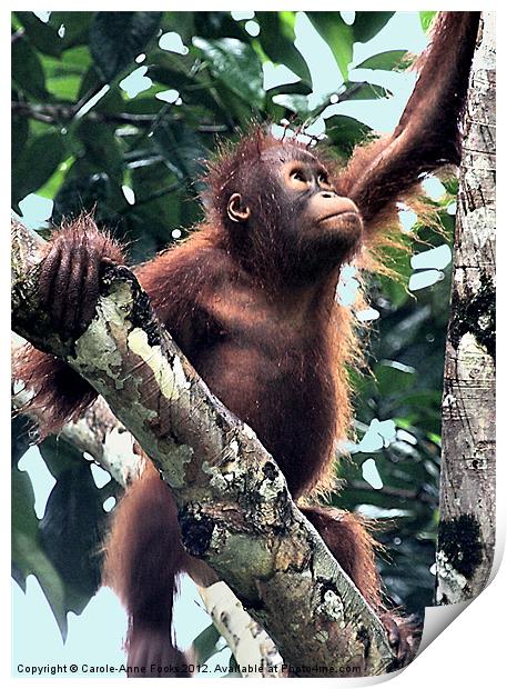 Baby Orangutan Borneo Print by Carole-Anne Fooks