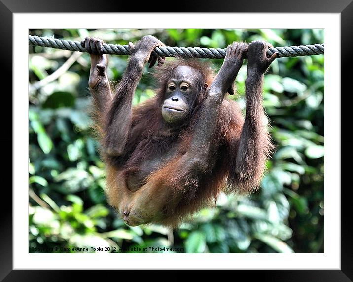 Juvenile Orangutan Borneo Framed Mounted Print by Carole-Anne Fooks
