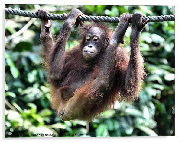 Juvenile Orangutan Borneo Acrylic by Carole-Anne Fooks
