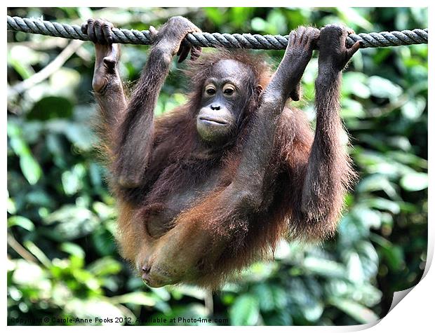 Juvenile Orangutan Borneo Print by Carole-Anne Fooks