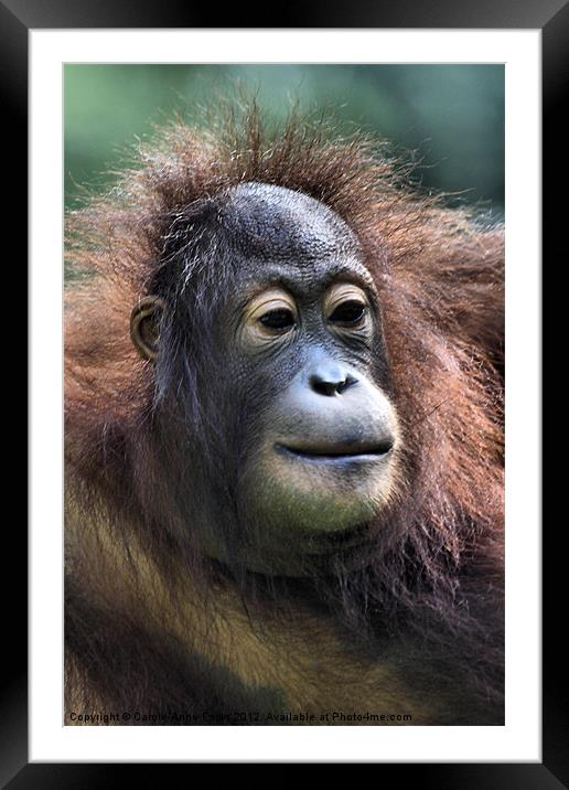 Female Orangutan Borneo Framed Mounted Print by Carole-Anne Fooks