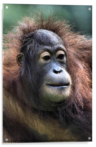 Female Orangutan Borneo Acrylic by Carole-Anne Fooks