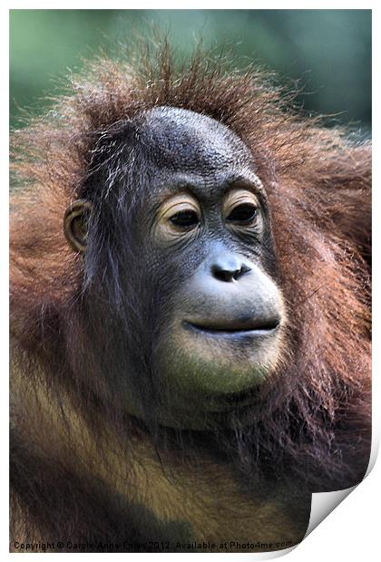 Female Orangutan Borneo Print by Carole-Anne Fooks