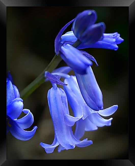 Springtime Bluebells Framed Print by David Worthington