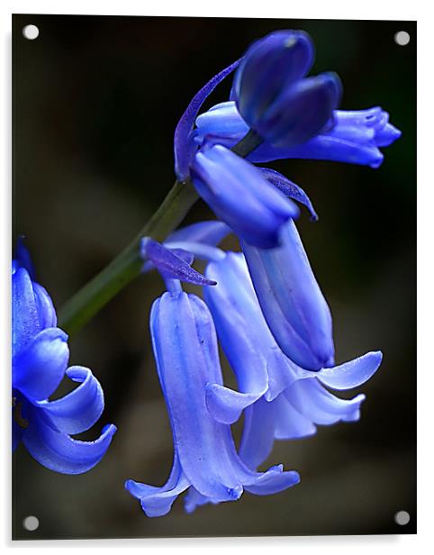 Springtime Bluebells Acrylic by David Worthington