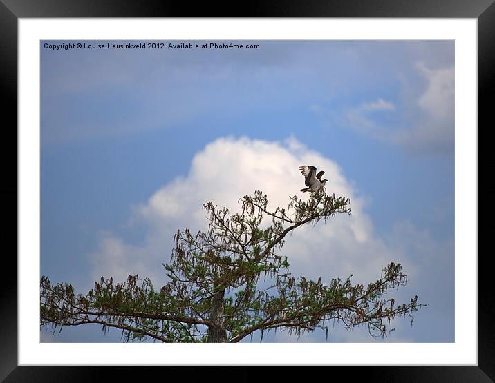 Osprey on Bald Cypress Framed Mounted Print by Louise Heusinkveld