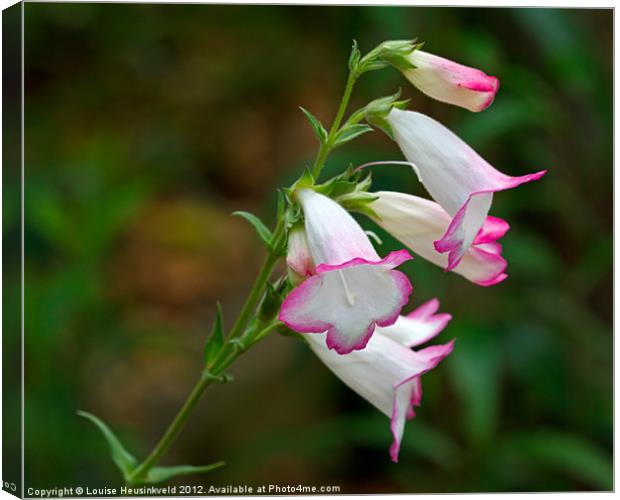 Pink and White Penstemon Canvas Print by Louise Heusinkveld