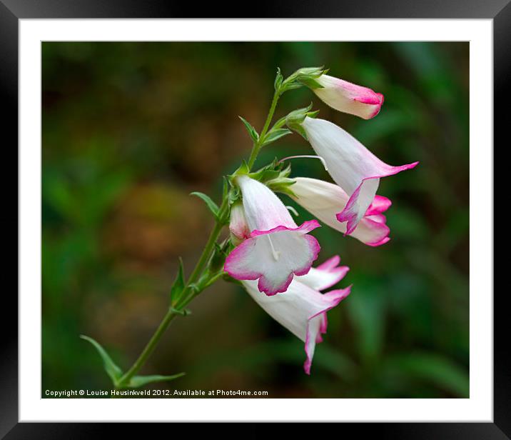 Pink and White Penstemon Framed Mounted Print by Louise Heusinkveld