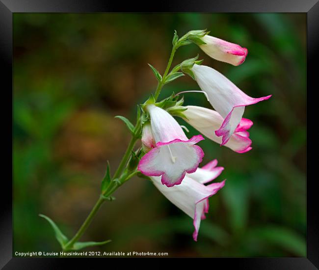 Pink and White Penstemon Framed Print by Louise Heusinkveld