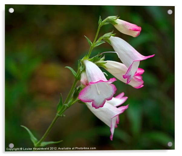Pink and White Penstemon Acrylic by Louise Heusinkveld