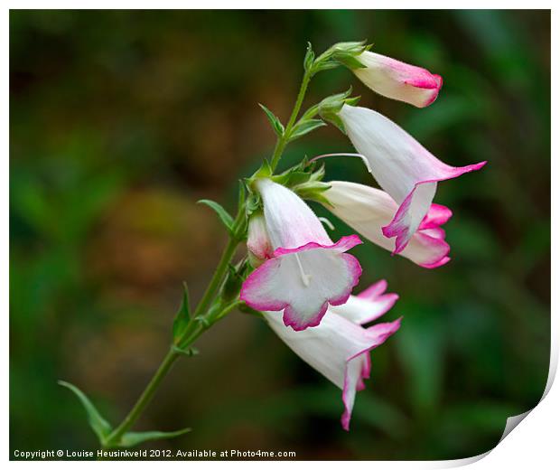 Pink and White Penstemon Print by Louise Heusinkveld