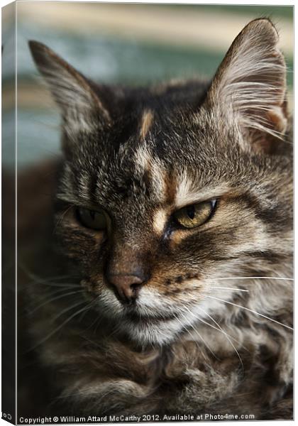 A Stray's Portrait Canvas Print by William AttardMcCarthy