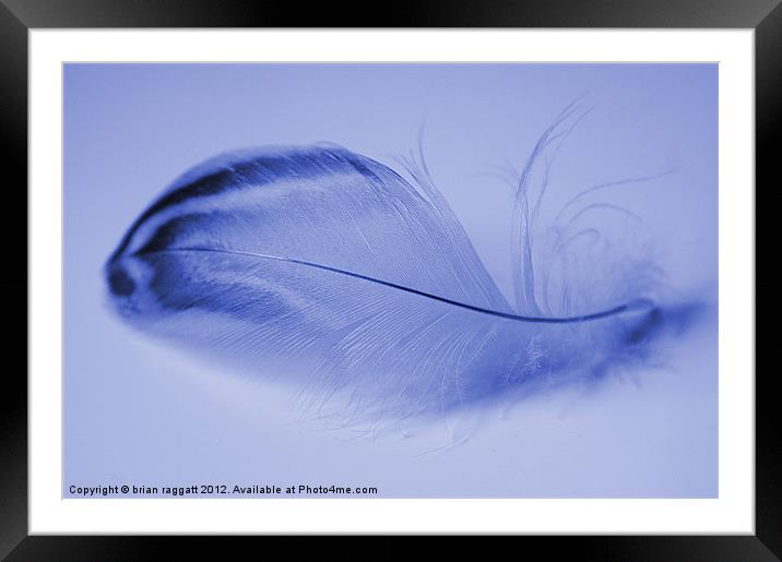 Blue Feather Framed Mounted Print by Brian  Raggatt