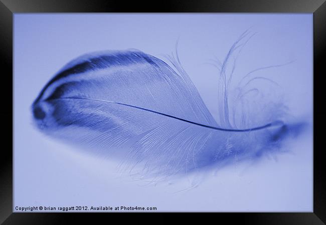 Blue Feather Framed Print by Brian  Raggatt