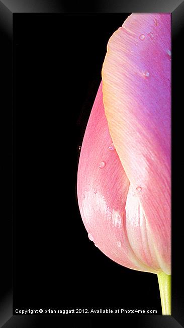 Half Tulip on Black Framed Print by Brian  Raggatt