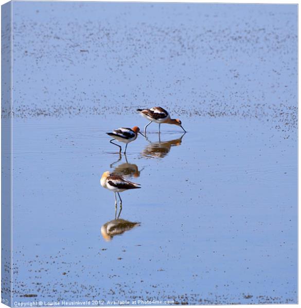 American Avocets Canvas Print by Louise Heusinkveld