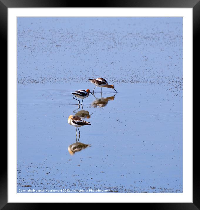 American Avocets Framed Mounted Print by Louise Heusinkveld