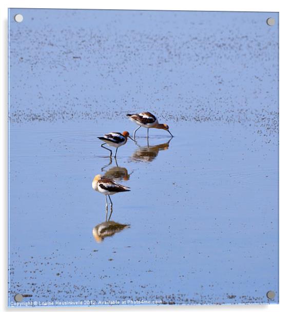 American Avocets Acrylic by Louise Heusinkveld