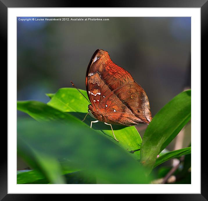 Autumn Leaf butterfly Framed Mounted Print by Louise Heusinkveld