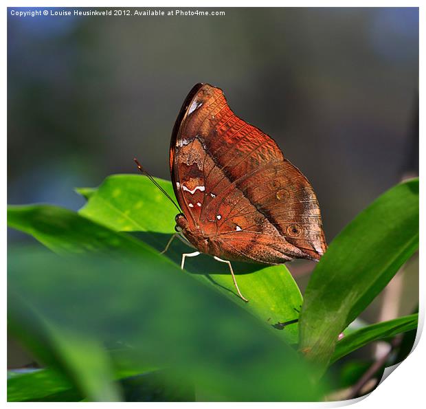 Autumn Leaf butterfly Print by Louise Heusinkveld