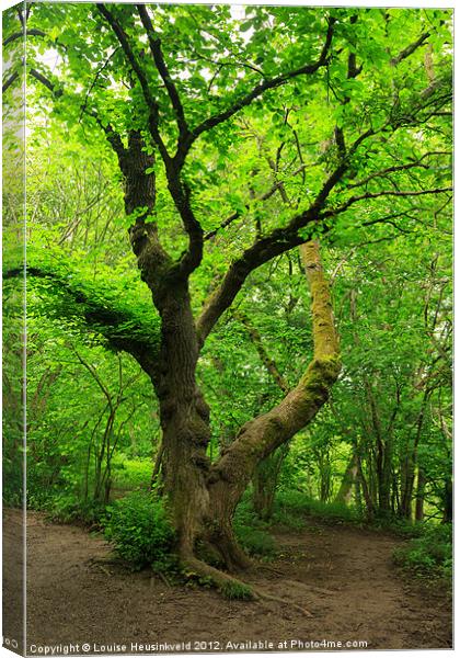 Ancient Beech Tree in the Woodland Canvas Print by Louise Heusinkveld