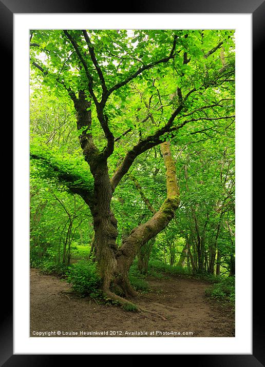 Ancient Beech Tree in the Woodland Framed Mounted Print by Louise Heusinkveld