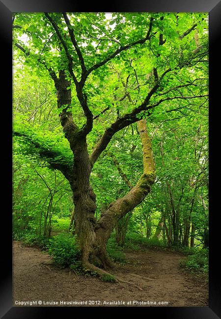 Ancient Beech Tree in the Woodland Framed Print by Louise Heusinkveld