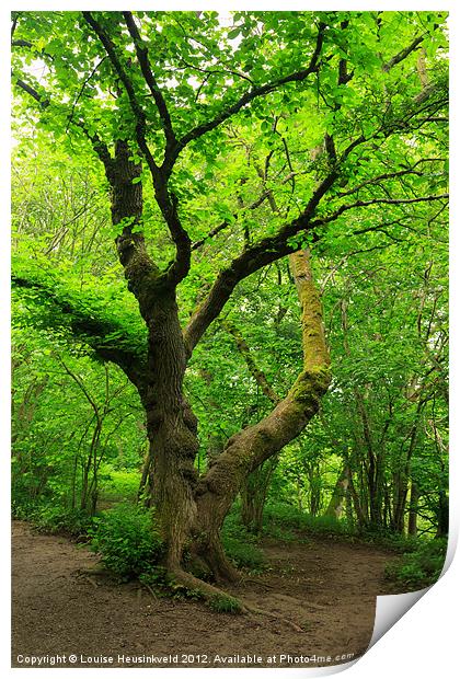 Ancient Beech Tree in the Woodland Print by Louise Heusinkveld