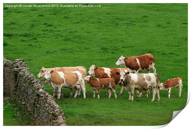 Waiting Cattle Print by Louise Heusinkveld
