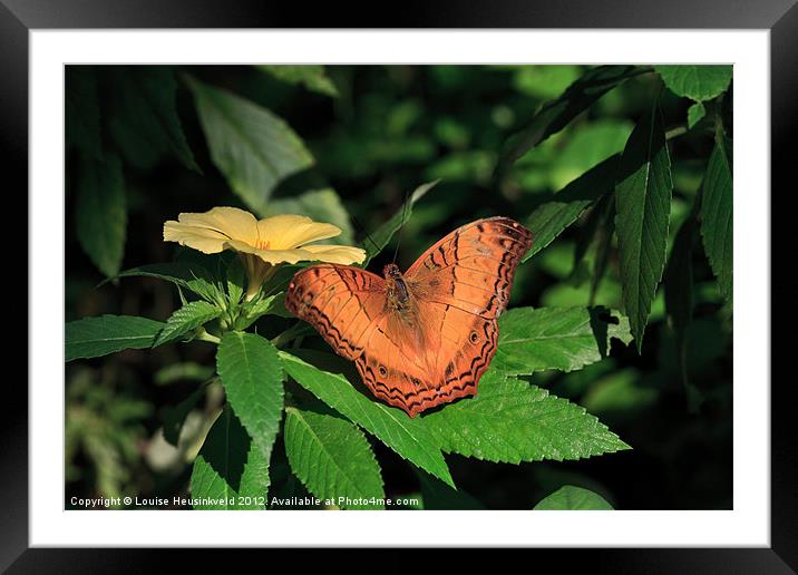 Beautiful Orange Cruiser Butterfly Framed Mounted Print by Louise Heusinkveld