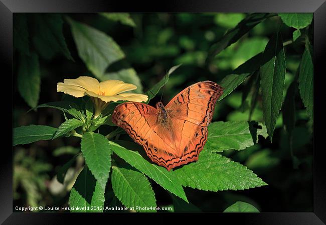Beautiful Orange Cruiser Butterfly Framed Print by Louise Heusinkveld