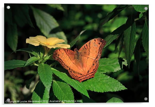 Beautiful Orange Cruiser Butterfly Acrylic by Louise Heusinkveld