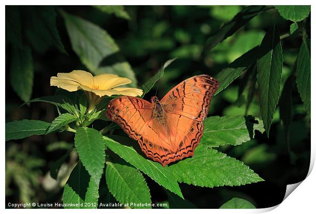 Beautiful Orange Cruiser Butterfly Print by Louise Heusinkveld
