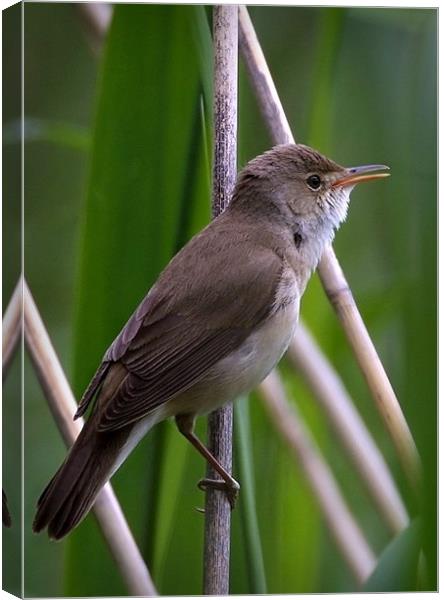 REED WARBLER Canvas Print by Anthony R Dudley (LRPS)