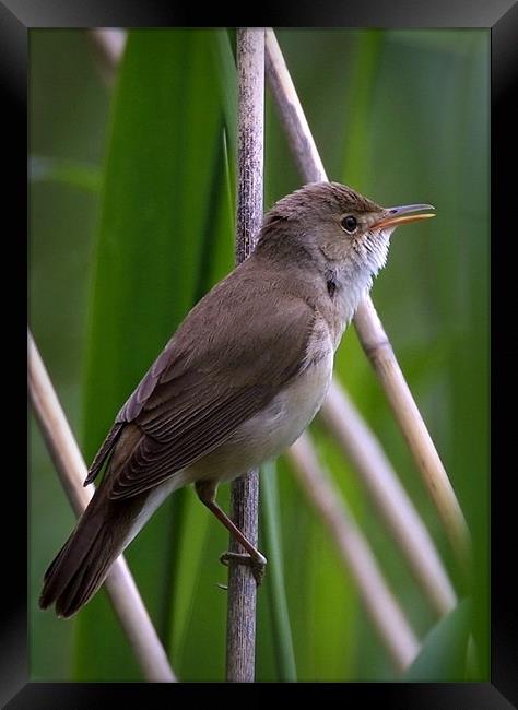 REED WARBLER Framed Print by Anthony R Dudley (LRPS)