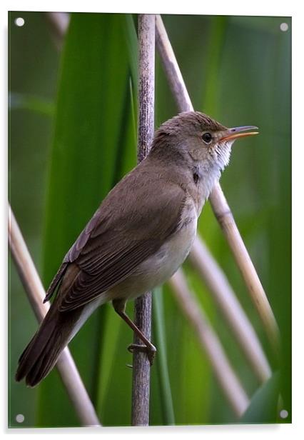 REED WARBLER Acrylic by Anthony R Dudley (LRPS)