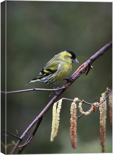 SISKIN #2 Canvas Print by Anthony R Dudley (LRPS)