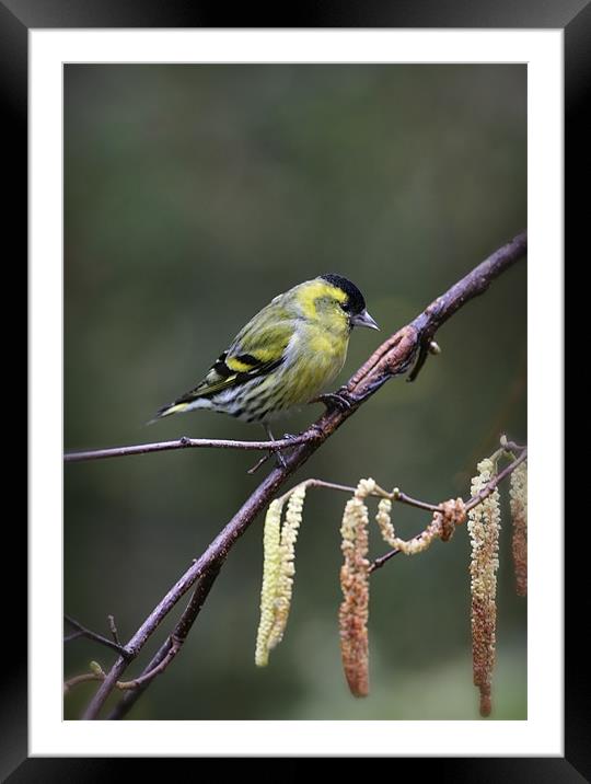 SISKIN #2 Framed Mounted Print by Anthony R Dudley (LRPS)