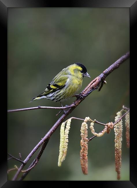 SISKIN #2 Framed Print by Anthony R Dudley (LRPS)
