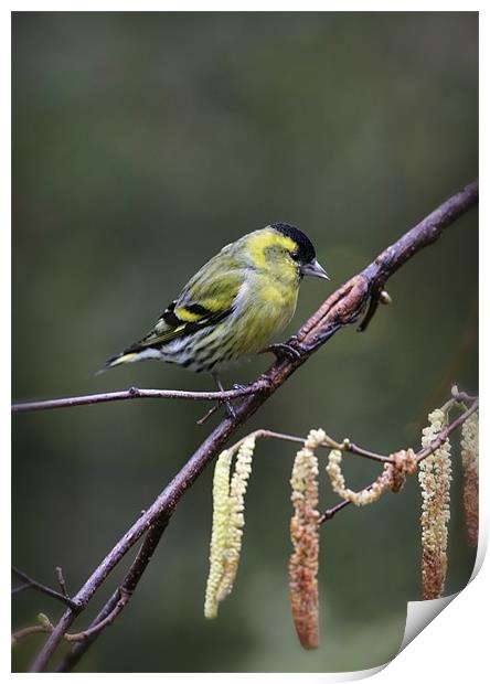 SISKIN #2 Print by Anthony R Dudley (LRPS)