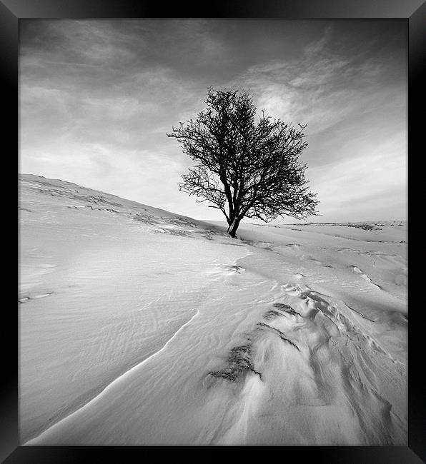 Winters tree mono Framed Print by Robert Fielding