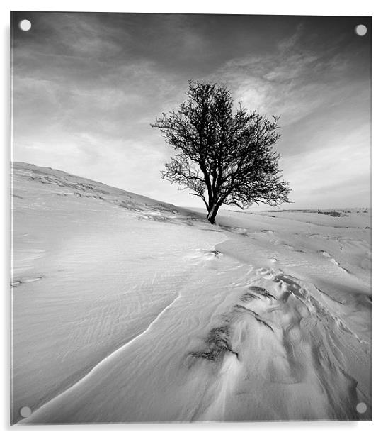 Winters tree mono Acrylic by Robert Fielding