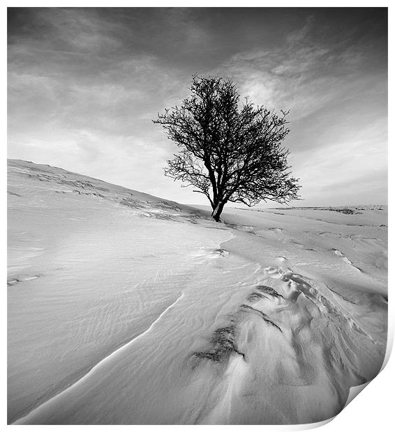 Winters tree mono Print by Robert Fielding