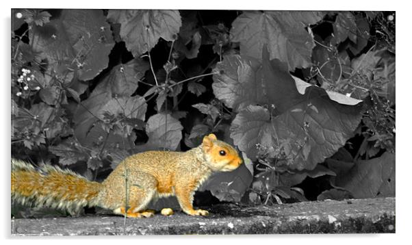 Squirrel on a ledge Acrylic by LucyBen Lloyd